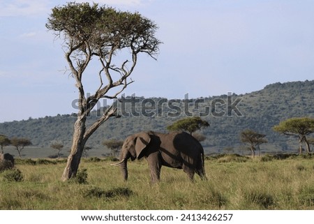 African elephant under an acacia tree