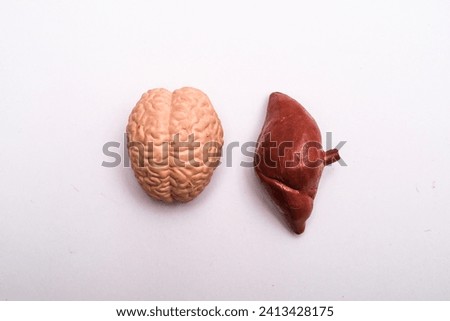 A model of human brain and liver on a white surface