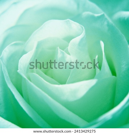 Macro Photo of a green coloured Rose