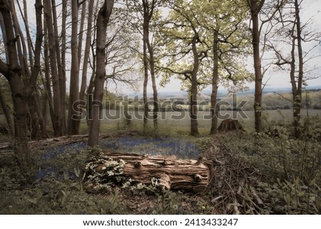 A fallen tree branch is captured in a small copse with a cluster of bluebells. Royalty-Free Stock Photo #2413433247