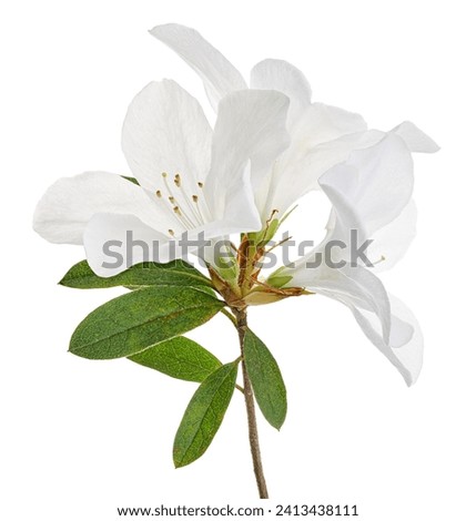 Azaleas flowers with leaves, White flowers isolated on white background with clipping path                                    