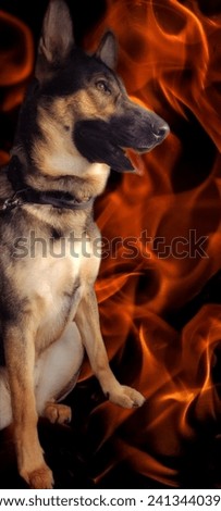 A German Shepherd dog with a fire flame background.