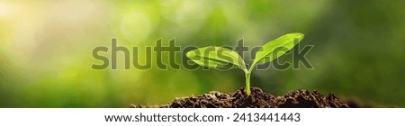 Panorama of small trees planted with sunrise Green world and world day concept Royalty-Free Stock Photo #2413441443