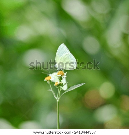 micro photo of a butterfly consuming flower nectar