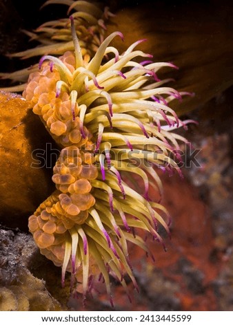 Side view of a False plum anemone underwater (Pseudactinia flagellifera) with an orange body and cream tentakles with mauve tips