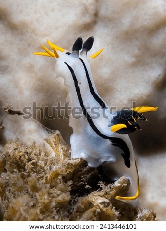 A Crowned nudibranch (Polycera capensis) underwater on the reef with white body and black stripes and yellow tips. Reaching up