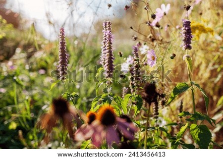 Agastache blooming by pink coneflowers in summer garden at sunset. Fragrant herb grows on flower bed. Royalty-Free Stock Photo #2413456413