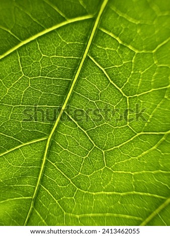 Leaf veins closeup stock photography