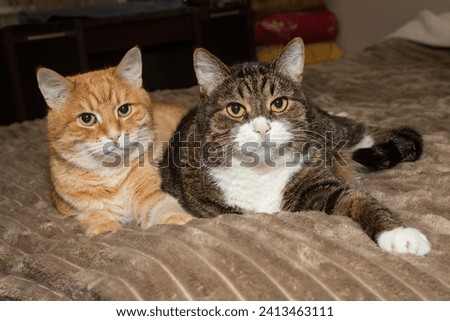 Grey and a red cat are lying on the bed together