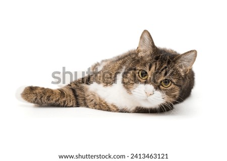 Grey, striped cat lies on its side and looks into the camera, isolated on a white background