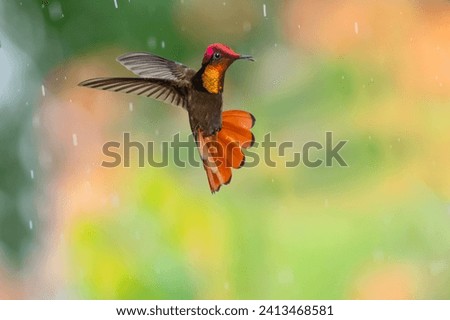 Classic photo of a Ruby Topaz hummingbird flying in the rain with tail flared and colorful background.
