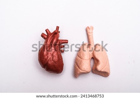 A model of human heart and lung on a white surface