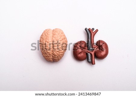 A model of human brain and kidney on a white surface
