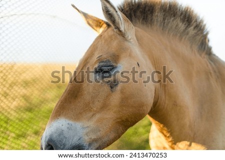 Rural landscape with beautiful chestnut horse on a farm in the golden hour at sunset. High quality photo