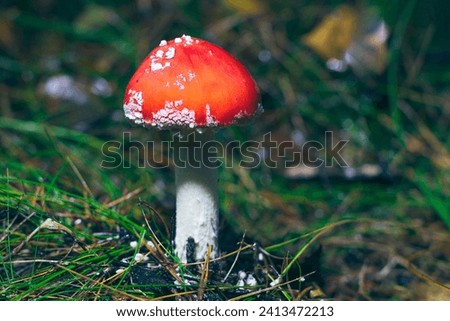Young Amanita Muscaria, Known as the Fly Agaric or Fly Amanita: Healing and Medicinal Mushroom with Red Cap Growing in Forest. Can Be Used for Micro Dosing, Spiritual Practices and Shaman Rituals Royalty-Free Stock Photo #2413472213