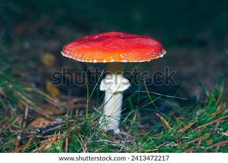 Mature Amanita Muscaria, Known as the Fly Agaric or Fly Amanita: Healing and Medicinal Mushroom with Red Cap Growing in Forest. Can Be Used for Micro Dosing, Spiritual Practices and Shaman Rituals Royalty-Free Stock Photo #2413472217