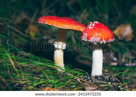 Two Amanita Muscaria, Known as the Fly Agaric or Fly Amanita: Healing and Medicinal Mushroom with Red Cap Growing in Forest. Can Be Used for Micro Dosing, Spiritual Practices and Shaman Rituals Royalty-Free Stock Photo #2413472233