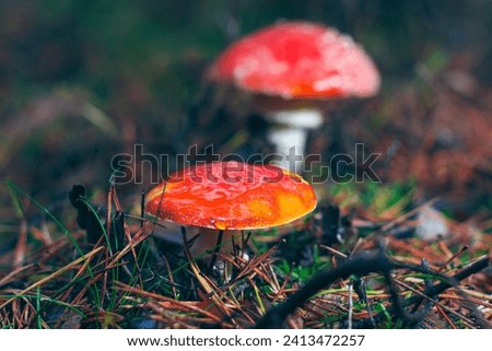 Two Amanita Muscaria, Known as the Fly Agaric or Fly Amanita: Healing and Medicinal Mushroom with Red Cap Growing in Forest. Can Be Used for Micro Dosing, Spiritual Practices and Shaman Rituals Royalty-Free Stock Photo #2413472257