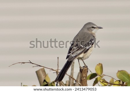 The isolated image of a northern mockingbird perched on a crape myrtle tree.