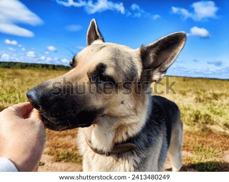 Big dog German Shepherd receives treat from a woman's hand in field with green and yellow grass in summer or autumn season. Russian eastern European dog veo having walk and training on nature