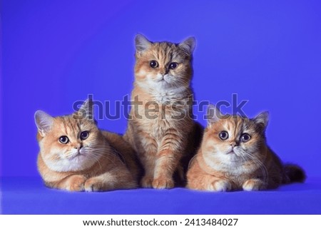 three red-haired cute British shorthair kittens on a blue background