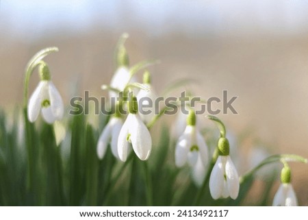 Close-up image of Snowdrop flowers (Galanthus nivalis). White snowdrop flower in spring with four petal leaves. Flowers on a spring morning. First spring snowdrops wake up. Snowdrop or common snowdrop Royalty-Free Stock Photo #2413492117