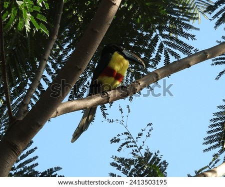 arasari toucan banded on tree