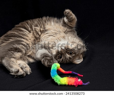 Impressive young adult black tabby Maine Coon cat, playing with colorful toy. Looking straight to camera with mesmerising eyes. Isolated on black background. Royalty-Free Stock Photo #2413508273