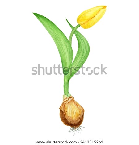 Yellow tulip with bulb watercolor illustration. Hand drawn watercolor painting of spring garden flower. Realistic botanical collection for gardening, farming, wedding, Easter, Mothers day prints