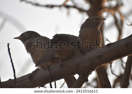 A group of different birds in the natural habitat. A collection of Asian birds. Multiple images of Native and Exotic birds. Royalty-Free Stock Photo #2413516611