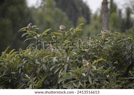 A group of different birds in the natural habitat. A collection of Asian birds. Multiple images of Native and Exotic birds. Royalty-Free Stock Photo #2413516613