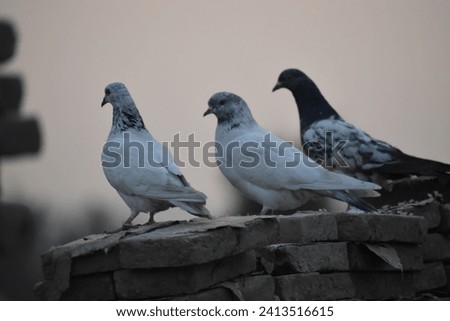 A group of different birds in the natural habitat. A collection of Asian birds. Multiple images of Native and Exotic birds. Royalty-Free Stock Photo #2413516615
