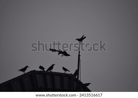 A group of different birds in the natural habitat. A collection of Asian birds. Multiple images of Native and Exotic birds. Royalty-Free Stock Photo #2413516617