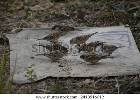 A group of different birds in the natural habitat. A collection of Asian birds. Multiple images of Native and Exotic birds. Royalty-Free Stock Photo #2413516619