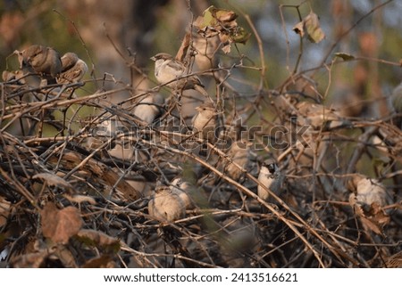 A group of different birds in the natural habitat. A collection of Asian birds. Multiple images of Native and Exotic birds. Royalty-Free Stock Photo #2413516621