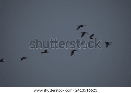 A group of different birds in the natural habitat. A collection of Asian birds. Multiple images of Native and Exotic birds. Royalty-Free Stock Photo #2413516623