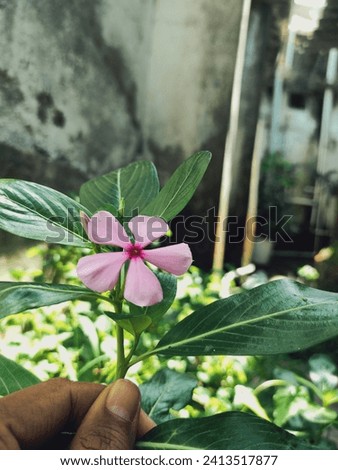Catharanthus roseus, known formerly as Vinca rosea, is a main source of vinca alkaloids, now sometimes called catharanthus alkaloids. The plant produces about 130 of these compounds, including. Royalty-Free Stock Photo #2413517877