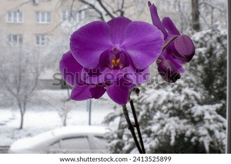 A purple orchid in a pot on the windowsill. A purple orchid plant called phalaenopsis or phala, known as the butterfly orchid. Royalty-Free Stock Photo #2413525899