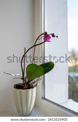 A purple orchid in a pot on the windowsill. A purple orchid plant called phalaenopsis or phala, known as the butterfly orchid. Royalty-Free Stock Photo #2413525903