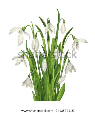 Bouquet of snowdrops. Watercolor illustration of spring forest flowers. Vintage style postcard