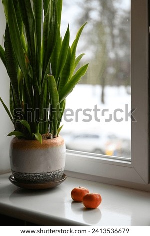 flower pot on the windowsill