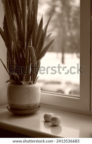 flower pot on the windowsill