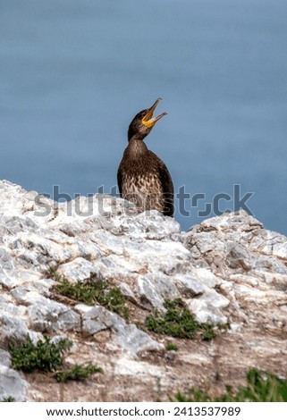 Off the coast of Ireland, the majestic Great Cormorant (Phalacrocorax carbo) navigates the waters, a symbol of resilience and natural beauty. Witness this coastal marvel enhancing the Irish seascape.