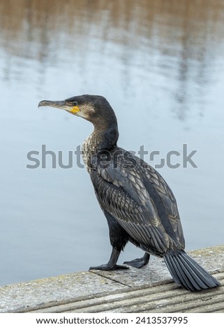 Off the coast of Ireland, the majestic Great Cormorant (Phalacrocorax carbo) navigates the waters, a symbol of resilience and natural beauty. Witness this coastal marvel enhancing the Irish seascape.