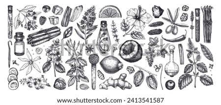 Perfumery and cosmetics ingredients collection. Flower, fruit, spice, herb sketches.  Aromatic plants hand drawn vector illustration. Royalty-Free Stock Photo #2413541587