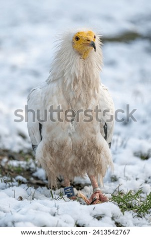 A scavenger vulture bird outdoors in winter with snow and food.