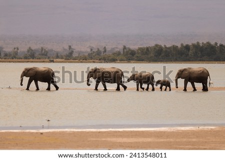 a herd of elephants walks in a row through shallow waters in Amboseli NP