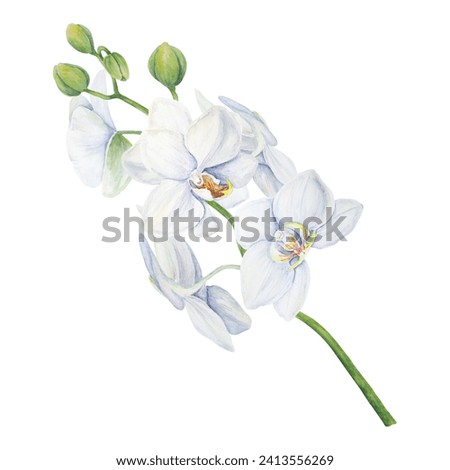White orchid flower painting. Delicate realistic botanical watercolor hand drawn illustration. Clip art for wedding invitations, decor, textiles, gifts, packaging, floristry, flower farming and shops