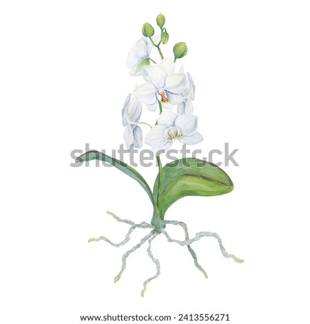 White orchid flower with roots painting. Delicate realistic botanical watercolor hand drawn illustration. Clip art for wedding invitations, decor, textiles, gifts, packaging, floristry, flower farming