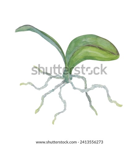Green orchid leaves and roots. Delicate realistic botanical watercolor hand drawn illustration. Clip art for wedding invitations, decor, textiles, gifts, packaging, floristry, flower farming, shops